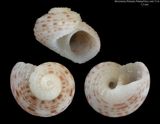 Collonista spec7 - Micronesia, Pohnpei, Petang Pass, 11 m 3/2016
