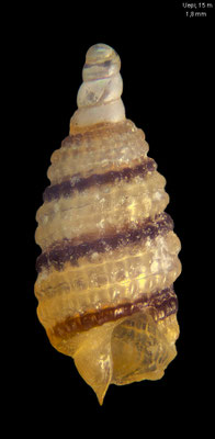 Synthopsis battagliai - Solomon Islands, New Georgia Isl., Uepi Isl., 15 m 2018