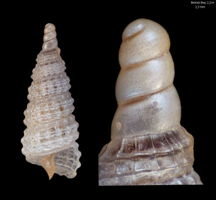 Synthopsis spec. 13 - Egypt, Makadi Bay, 2,2 m 12/2013