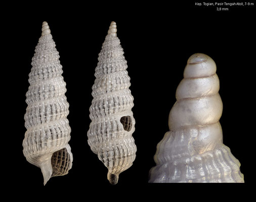 Clathropsis spec. 9 - Indonesia, Gulf of Tomini, Kep. Togian, Pasir Tengah Atoll, 7-9 m 10/2010