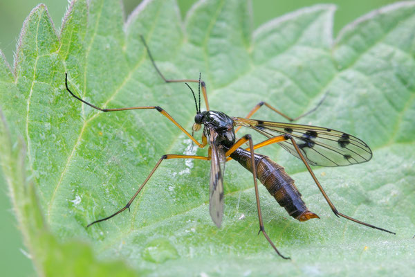 Ptychoptera cf. contaminata - Eich, Altrhein 5/2017 (Fam. Faltenmücken)