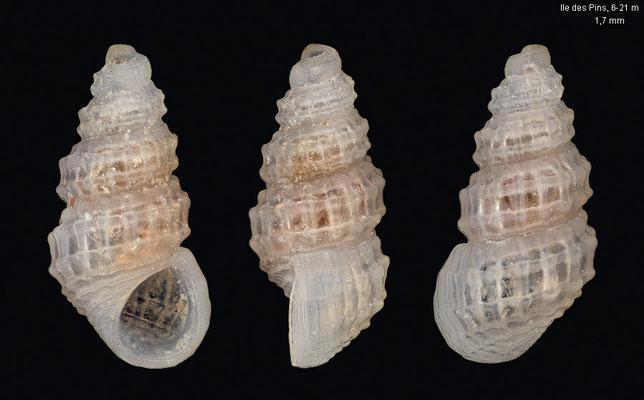 Simulamerelina spec. 1 - New Caledonia, Ile des Pins, 6-21 m 2/2019