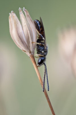 Lasioglossum calceatum - Zornheim, Garten 7/2022 (Gewöhnliche Schmalbiene)