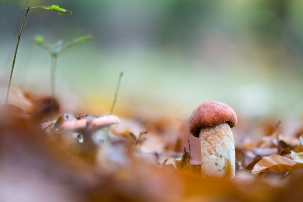 Leccinum aurantiacum - Schaafheim, Wald 11/2019 (Laubwald-Rotkappe)