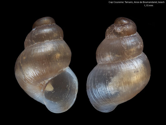 Setia fusca - France, near Cap Couronne: Tamaris, Anse de Boumandariel, beach 10/2008