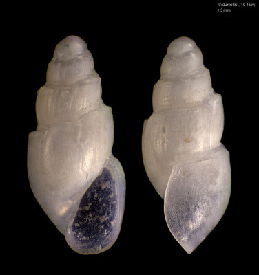 Oceanida faberi - Mexico, Cozumel Is., 10-15 m 4/2014