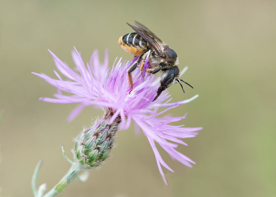 Lithurgus chrysurus - Mainz, Düne 7/2019 (Steinbiene)