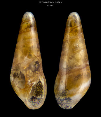 Fusceulima goodingi - New Zealand, Poor Knights Islands, 56-64 m 9/2001