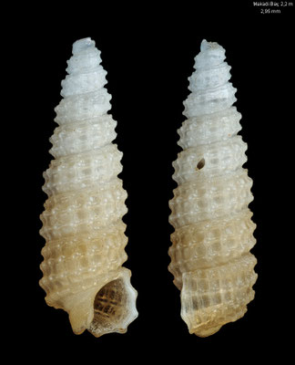 Clathropsis spec. 7 - Egypt, Makadi Bay, 2,2 m 12/2013