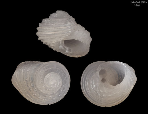 Microcollonia candida - Palau, Helen Reef, 12-23 m 3/2024