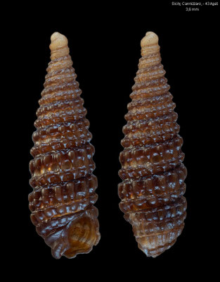 Dizoniopsis bilineata - Italy, Sicily, Cannizzaro, - 43 m 2012