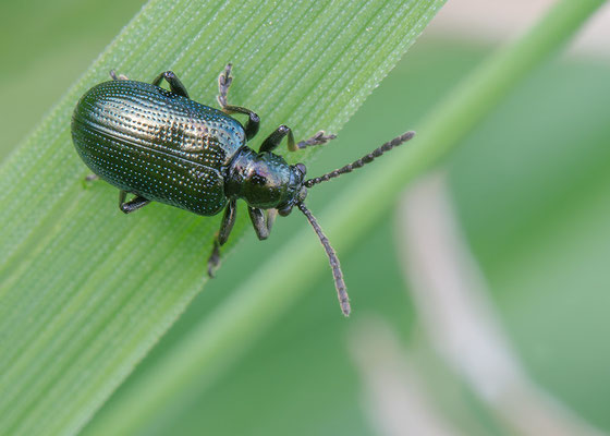 Oulema gallaeciana - Zornheim, Teichgebiet 4/2016 (Grashähnchen)