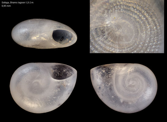 Teinostoma cf. carbonnieri - Egypt, Safaga, near Shams-Hotel, lagoon, 1,5-2 m 12/2013