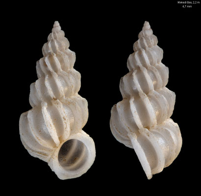 Epitonium fauroti - Egypt, Makadi Bay, 2,2 m 12/2013