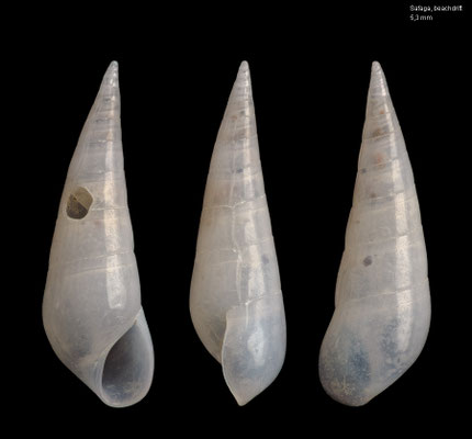 Melanella spec. 8 - Egypt, Safaga, beachdrift 12/2013