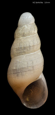 Fictonoba carnosa (form) - New Zealand, North Island, Spirit´s Bay 12/2012