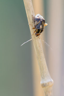 Polymerus unifasciatus - Kroatien, Cres, Martinscica, Camp Slatina 6/2017