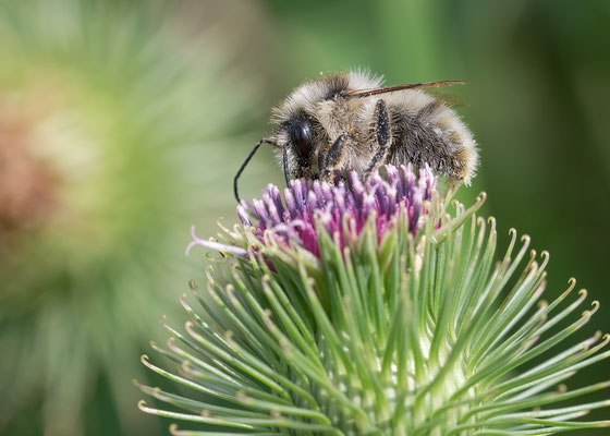 Bombus sylvarum ♂ - Zornheim, Grünschnitthalde, Klette 9/2017 (Waldhummel)