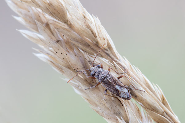 Nysius punctipennis - Babenhausen, In den Rödern  8/2018 
