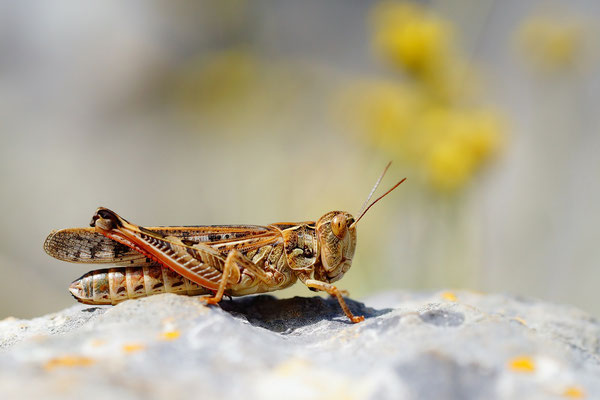 Aiolopus thalassinus - Kroatien, Losinj 6/2014 (Grüne Strandschrecke)