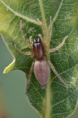 Clubiona brevipes - Siefersheim, Höll-Martinsberg, Eiche 7/2022 (Kurzbeinige Sackspinne)