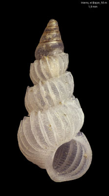 Epitonium fischeri - Canary Isl., el Hierro, Restinga, divesite "el Bajon", 55 m 8/2001