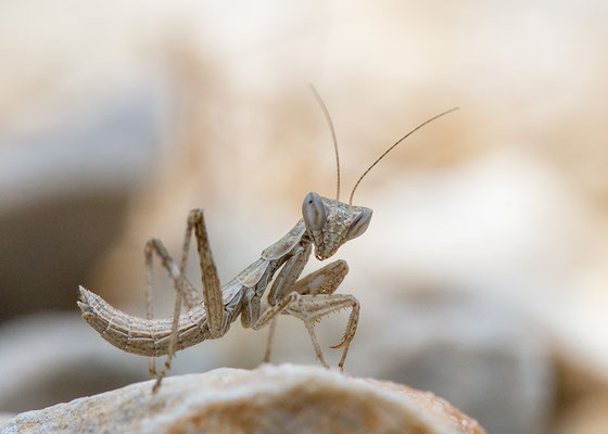 Ameles heldreichi - Kroatien, Losinj 6/2014 (Fam. Fangschrecken, Larve)