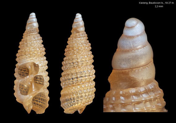 Costulopsis impedita - Papua New Guinea, off Kavieng, Baudisson Island, 18-27 m 12/2012 - 2,3 mm