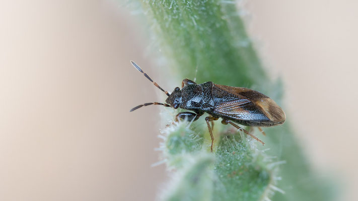 Megalonotus praetextatus - Kroatien, Cres, Martinscica, Camp Slatina 6/2017 (Rhyparochromidae)
