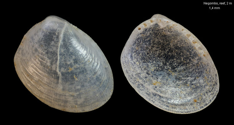 Nucula spec. 1 - Sri Lanka, Negombo, reef, 1-2 m 4/1998 (Nuculidae)