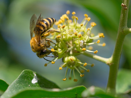Colletes hederae - Zornheim, Garten 9/2016 (Efeu-Seidenbeine)