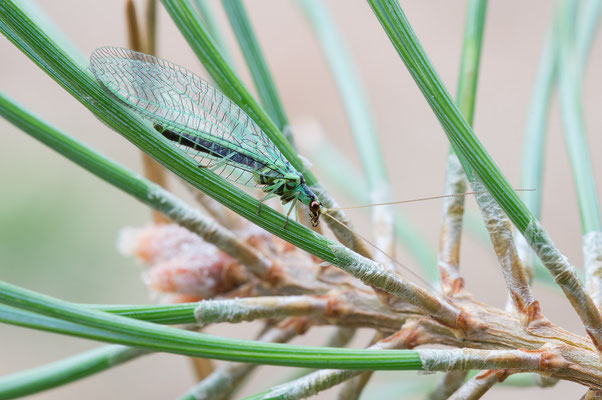 Chrysopa dorsalis - Mainz, Düne, auf Kiefer 8/2018 (eine Florfliege)