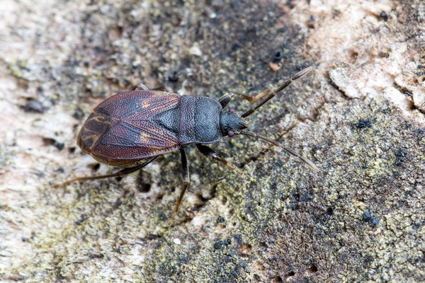 Drymus brunneus - Schaafheim, Eichenwald, sumpfig 3/2019 (Rhyparochromidae)