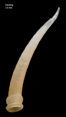 Parastrophia megadattilida - Papua New Guinea, Kavieng 2012