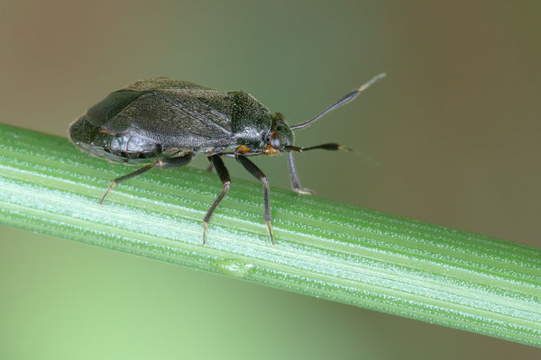Capsus ater - Zornheim, Wiese in Bachnähe 6/2019 (Schwarzrote Weichwanze)