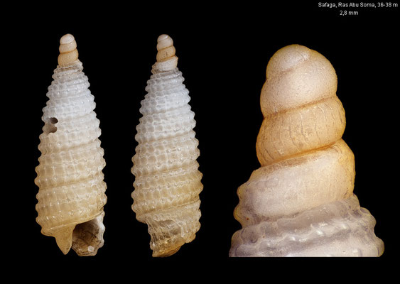 Prolixodens memorabilis - Egypt, Safaga, Ras Abu Soma, 36-38 m 12/2013