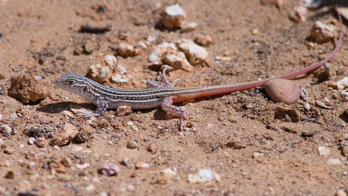 Acanthodactylus erythrurus - Spanien, Conil de la Frontera 6/2015 (Europäischer Fransenfinger, jung)