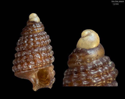 Joculator psyllos - Mauritius, Quatre Cocos, beachdrift 4/2013