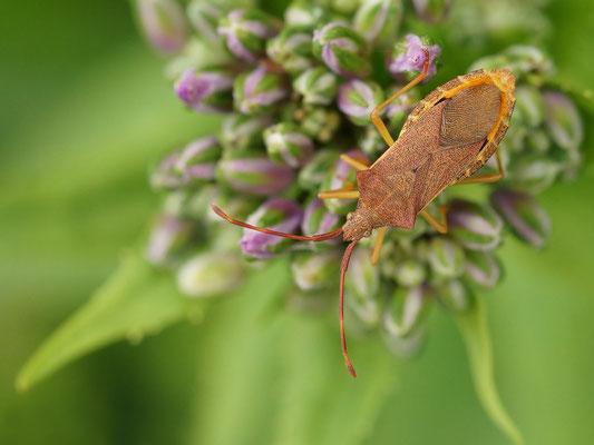 Gonocerus acuteangularis - Zornheim, Garten, Nachtviole 5/2014 (Braune Randwanze)