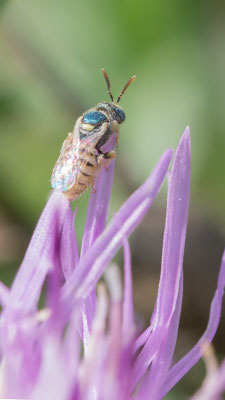 Nomioides minutissimus - Mainz, Düne 8/2017 (Dünen-Steppenbiene)