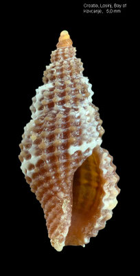 Raphitoma cf. laviae - Kroatia, Losinj Isl., near Artatore: bay Kovčanje, 3 m 6/2014 