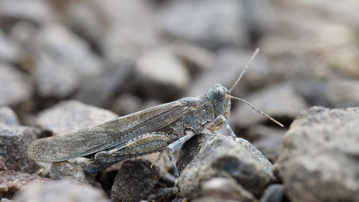 Sphingonotus caerulans - Kriegsfeld, Steinbruch 8/2013 (Blauflügelige Sandschrecke)