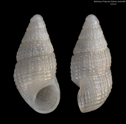 Lirobarleeia chiriquiensis - Martinique, Plage des Salines 9/2025
