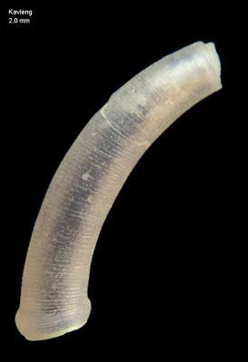 Caecum virginiae - Papua New Guinea, Kavieng 2012
