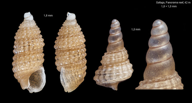 Joculator spec. 25 - Egypt, Safaga, Panorama reef, 42 m 12/2013