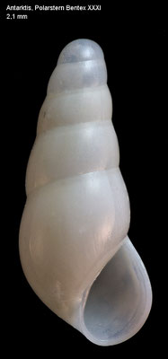 Eulima spec. 23 - Antarctis, Bentex 31 