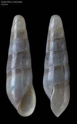 Eulima spec. 53 - South Africa, Umkomaas, 120-150 m 2016 