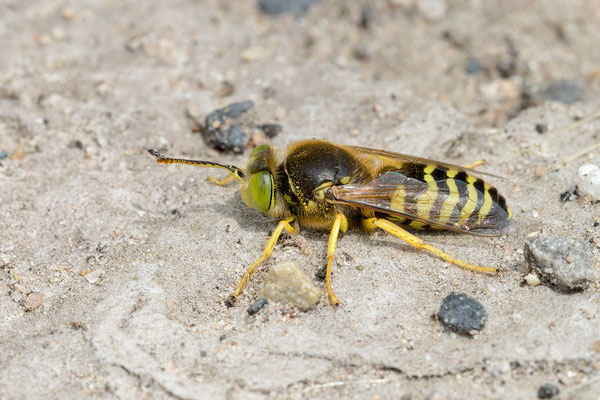 Bembix rostrata ♂ - Mainz, Geiersköppelweg 6/2021 (Kreiselwespe, Männchen)
