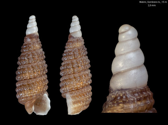 Synthopsis cf. sartorei - Philippines, Mabini, Sombrero Isl., 15 m 6/2023