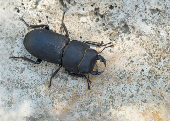 Dorcus parallelipipedus ♂ - Zornheim, Garten 5/2017 (Balkenschröter)